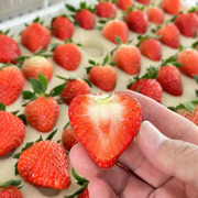 妃雪丹东草莓 当季新鲜草莓水果礼盒装15粒净果800g