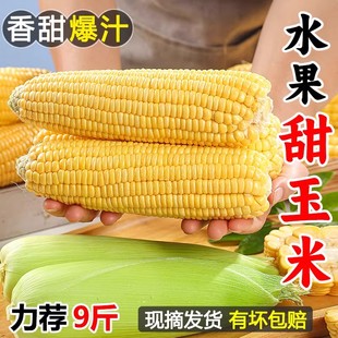 新鲜水果玉米5斤甜嫩玉米现摘爆浆牛奶，生的玉米棒子黄金蔬菜9