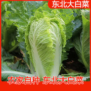 大白菜 新鲜东北 蔬菜 农产品现摘 青菜 腌酸菜大叶 包饭 整颗4斤