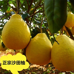 正宗广西桂林阳朔兴坪30年以上老树沙田柚子脆甜无酸多汁9斤