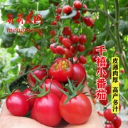 千禧小番茄种子红圣女果樱桃水果番茄籽高产西红柿种籽春秋季种孑
