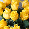 金枝玉叶云南切花月季黄色，玫瑰花苗带土包对版绿植花卉