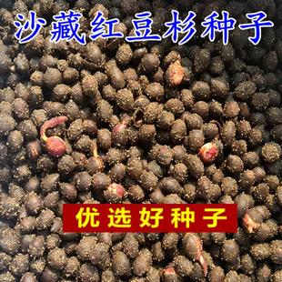 沙藏2年正宗中国红豆杉种子 南方 东北红豆杉 曼地亚红豆杉树种子