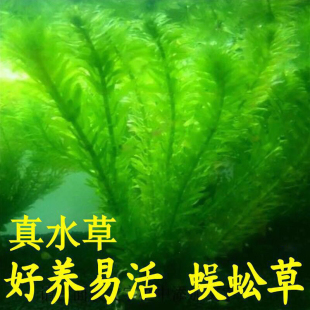 斗鱼水草孔雀鱼缸水草造景植物，造氧专用净水真草蜈蚣草绿菊一叶莲