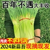 现摘现发2024新鲜嫩苗蒜苔农家自种采摘翠绿生吃脆甜当季蔬菜