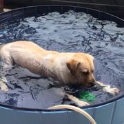 海盗狗狗洗澡盆宠物泰迪，可折叠游泳池金毛大中小型犬，浴缸大浴