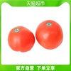 优选大红西红柿400g番茄蕃茄，新鲜即食蔬菜酸甜多汁