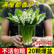 水培铃兰花苗盆栽带芽带根种球进口浓香型种球花卉室内外四季开花