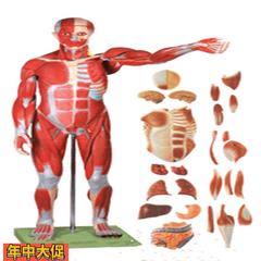 18302/1人体全身肌肉解剖模型78CM人体肌肉模型100个标识