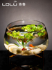 透明玻璃花瓶铜钱草水培，植物花盆大码绿萝玻璃器皿客厅圆形鱼缸