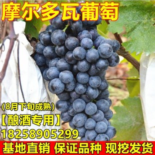 摩尔多瓦葡萄苗酿酒葡萄树苗，南方北方种植地栽盆栽，葡萄苗当年结果
