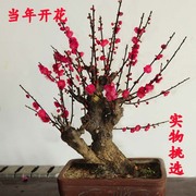 红梅花盆景原生朱砂梅乌梅腊梅，造型树桩室内花卉海棠老桩耐寒盆栽