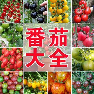 千禧番茄圣女果种子家庭蔬菜孑春季四季种植沙瓤盆栽庭院阳台