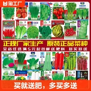 玉女水果黄瓜蔬菜种子四季播盆栽，辣椒番茄甜瓜，阳台易种籽(易种籽)孑大全