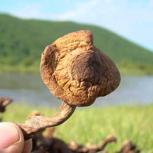 榛蘑东北野生蘑菇大兴安岭野山，菌菇山货土特产级榛菇干菇菌类干货