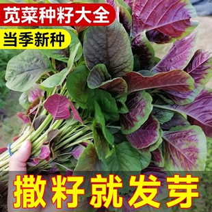 苋菜种籽大全红圆叶白苋菜蔬菜种子阳台庭院种植四季青菜植物种子
