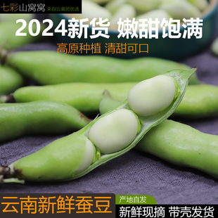 云南新鲜蚕豆5斤/9斤带壳新鲜胡豆蚕豆粒新鲜蔬菜豆类现摘