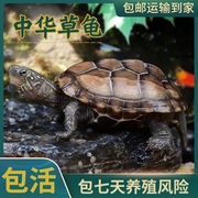 中华草龟小乌龟活物外塘长寿龟宠物观赏龟水金线龟墨龟草龟苗