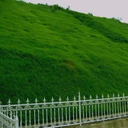 草坪种子四季青护坡草籽高羊茅狗牙根黑麦草耐践踏庭院绿化草种子