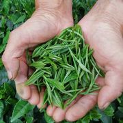 2024新茶崂山绿茶春茶青岛特产浓香型高山云雾茶叶特级散装500g
