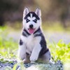 天门纯种哈士奇幼犬活体，西伯利亚雪橇犬二哈幼犬，蓝眼哈士奇幼崽宠