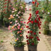 欧月月季花蔷薇玫瑰花藤本月季爬藤植物月季阳台盆栽花卉四季开花