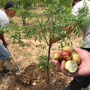 枣树苗活苗沾化冬枣特大盆栽地栽嫁接果树苗南方北方种植当年结果