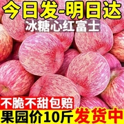 山西运城红富士苹果水果新鲜整箱当季脆甜丑平果10冰糖心萍果