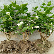 横县重瓣白色茉莉花盆栽盆景，四季绿色开花不断室内阳台浓香型花苗