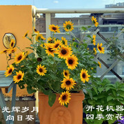 光辉岁月四季向日葵盆栽，阳台庭院花卉植物易养四季开花带花