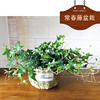 青叶常青藤吊兰盆栽室内盆栽，吸收甲醛净化空气绿植物