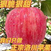 新鲜苹果水果整箱当季陕西洛川正宗红富士冰糖心脆甜一级10斤