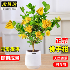 佛手树盆栽带果可食用阳台客厅