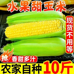 水果玉米广西新鲜甜玉米新鲜现摘黄苞谷(黄苞谷)嫩玉米棒子923斤重