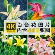 4k高清大图百合花唯美花卉，花朵植物电脑，手机壁纸ps图片素材合集
