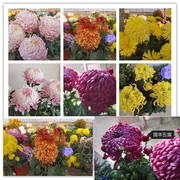 国华宝珠盆栽九月球形菊花苗室内阳台，开花植物带花花卉花期长耐寒