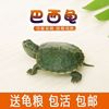 小乌龟活物巴西龟龟苗，活体观赏家养宠物，龟大乌龟情侣龟水龟红耳龟