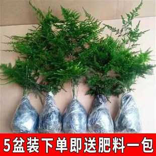 文竹盆栽植物室内空气办公室绿植花卉盆栽盆景四季常青小盆栽