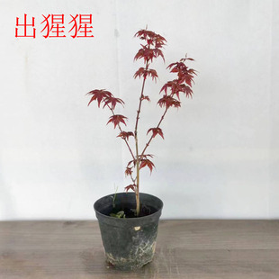 盆栽好养小盆景素材日本进口红枫出猩猩小绿植树苗植物室内外绿植