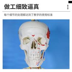 .医学170cm人体骨骼模型骨架可拆卸人体脊柱模型仿真Z小白骷