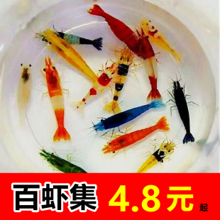 七彩观赏虾淡水晶虾套餐除藻，清洁虾樱花极火虾，黄金背米虾蓝宝石虾