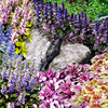 筋骨草花卉花镜花艺地被植物耐热耐寒耐阴耐阳零维护一六八园艺