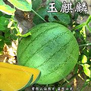 超甜绿皮黄心西瓜种子麒麟西瓜种籽早熟口感甜王四季高产水果种子