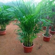 风尾竹盆栽植物 客厅室内大型植物盆栽 夏威夷袖珍椰子进化空气