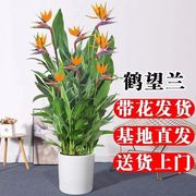 天堂鸟带花鹤望兰绿植盆栽客厅办公室内庭院大型植物轻奢落地盆景