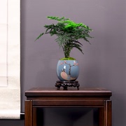 室内文竹盆栽创意客厅电视柜桌面小盆景植物净化空气书房绿植摆设