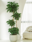 客厅大盆室内绿植物大型绿植幸福树除甲醛好养栽多层办公室老桩宝