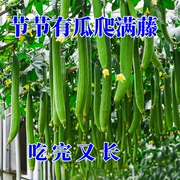 棱丝瓜种子丝瓜苗寿光蔬菜种子传家宝种子非常好吃的丝瓜种籽