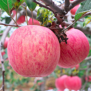 正宗白水红富士新鲜水果苹果脆甜多汁农家果孕妇送礼礼盒不打蜡