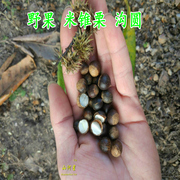 山河星沟圆榛子勾圆野生水果小锥栗小板栗新鲜毛栗子，坚果零食野果